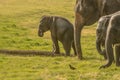 Little baby elephant checking balance Royalty Free Stock Photo