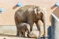 Little baby elephant and his mother on a walk Royalty Free Stock Photo