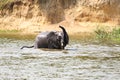 Little baby elephant plays in