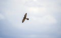 Little baby falcon flying in the air in Spain