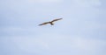 Little baby falcon flying in the air in Spain