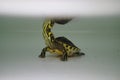 Baby Florida turtle living underwater