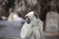 Little baby gibbon