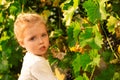 Little baby girl picks grapes harvest in the summer time at sunset. Portrait of a beautiful white child girl 3 years old curly Royalty Free Stock Photo