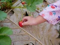 Little baby girl`s hand collecting a ripe fresh strawberry from the farm - children with fruit picking activity