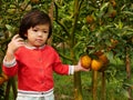 Little baby girl`s hand holding / collecting / picking a big ripe orange on its branch in an orchard Royalty Free Stock Photo