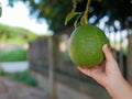 Little baby girl`s hand reaching out to pick / touch a pomelo on its branch Royalty Free Stock Photo