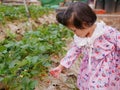 Little baby girl, two years old, collecting fresh strawberry from the farm - children with fruit picking activity