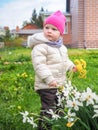 Little baby girl in a warm jacket and a pink hat collects yellow dandelions Royalty Free Stock Photo