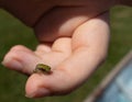 Little baby green treefrog being held