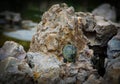 Little baby green turtle trying to climb on a rock Royalty Free Stock Photo