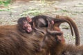 Little baby of hamadryas baboon sleeping on back his mother monkey Royalty Free Stock Photo