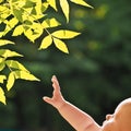 Little baby hand and fresh green leaves Royalty Free Stock Photo