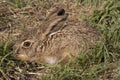 Little baby hare Lepus europaeus, lepus granatensis, Royalty Free Stock Photo