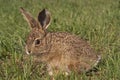 Little baby hare Lepus europaeus, lepus granatensis Royalty Free Stock Photo