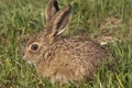 Little baby hare Lepus europaeus, lepus granatensis Royalty Free Stock Photo