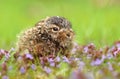 Little baby hare Lepus europaeus Royalty Free Stock Photo