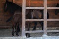 Little baby horse with mom Royalty Free Stock Photo