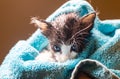 Little Baby kitten in a towel. Cute kitten after bath wrapped in blue towel with beautiful eyes. Just washed lovely fluffy cat