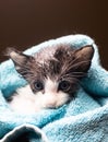 Little Baby kitten in a towel. Cute kitten after bath wrapped in blue towel with beautiful eyes. Just washed lovely fluffy cat