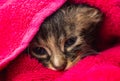 Little Baby kitten in a towel. Cute kitten after bath wrapped in pink towel with beautiful eyes. Just washed lovely fluffy cat