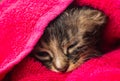 Little Baby kitten in a towel. Cute kitten after bath wrapped in pink towel with beautiful eyes. Just washed lovely fluffy cat