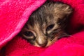 Little Baby kitten in a towel. Cute kitten after bath wrapped in pink towel with beautiful eyes. Just washed lovely fluffy cat