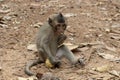 Little baby monkey eating corn. Cute monkey closeup portrait. Wild chimpanzee in jungle forest.