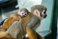 Little baby monkey hug your mom