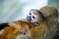 Little baby monkey hug your mom Royalty Free Stock Photo