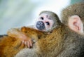 Little baby monkey hug your mom