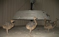 Little baby ostriches under warming lamp. Ostrich farm. Breeding african ostriches. Royalty Free Stock Photo