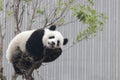 Little Baby Panda Cubin Wolong Panda Breeding Center, China