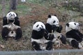 Little Baby Panda Cubs in Wolong Panda Breeding Center, China
