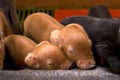 little baby pig sleeping Royalty Free Stock Photo