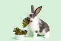 Little baby rabbit eating fresh vegetables, lettuce leaves on green background. feeding the rodent with a balanced diet, food. bun Royalty Free Stock Photo