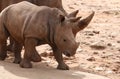Little baby rhinoceros close-up, cute animal, young cub, brown calf Royalty Free Stock Photo