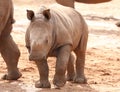 Little baby rhinoceros close-up, cute animal, young cub, small calf Royalty Free Stock Photo