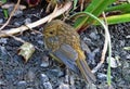 Little baby robin walking past me next to a lake, photo taken in the UK mid summer