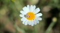 Little,baby snail on the dasy blooming flower Royalty Free Stock Photo