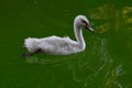 Little baby swan Royalty Free Stock Photo