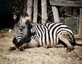 Little baby zebra laying on the ground. Cute animal photo