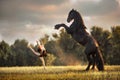 Little ballerina girl with black friesian stallion Royalty Free Stock Photo