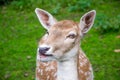 Little Bambi deer in the nature Royalty Free Stock Photo