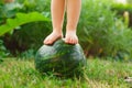 Little bare baby legs stand on watermelon on lawn