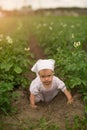 A little barefoot girl crawls among the rows of blooming potatoes.