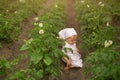 A little barefoot girl crawls among the rows of blooming potatoes. Young potato plant growing on the soil. Royalty Free Stock Photo