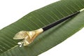 Little barette on green palm leaf isolated Royalty Free Stock Photo