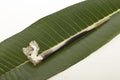 Little barette on green palm leaf isolated Royalty Free Stock Photo