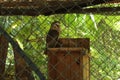 A little barn owl in the zoo. Beautiful sleeping bird Royalty Free Stock Photo